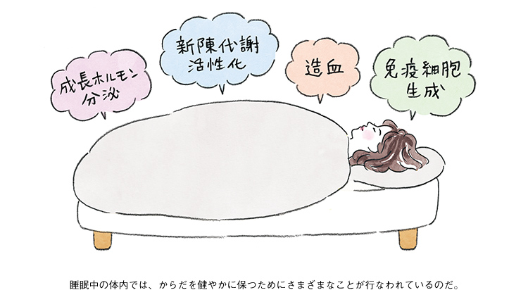 成長ホルモン分泌 新陳代謝活性化 造血 免疫細胞生成 睡眠中の体内では、からだを健やかに保つためにさまざまなことが行われているのだ。