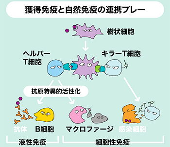 獲得免疫と自然免疫の連携プレー