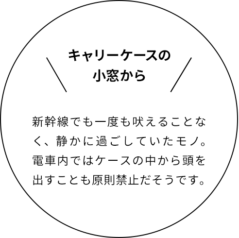 キャリーケースの小窓から 新幹線でも一度も吠えることなく、静かに過ごしていたモノ。電車内ではケースの中から頭を出すことも原則禁止だそうです。