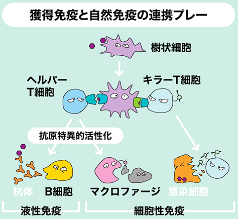 知っておきたい免疫のこと ライフフィールドマガジン 明治安田生命