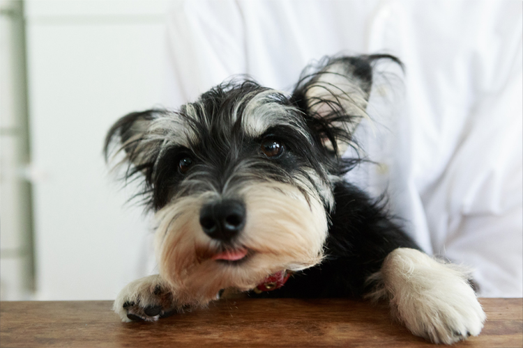あのヒトの愛犬 愛猫に会いたい 17 12 犬と猫と 理想の暮らし ライフフィールドマガジン 明治安田生命