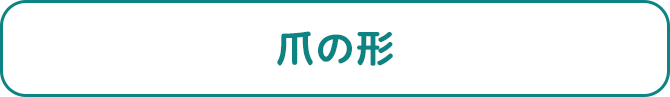 爪の形