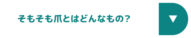 そもそも爪とはどんなもの？