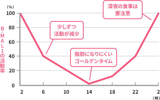 糖を脂肪に合成するたんぱく質「B-MAL1（ビーマルワン）」の1日の変化のグラフ