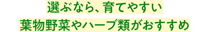 選ぶなら、育てやすい葉物野菜やハーブ類がおすすめ