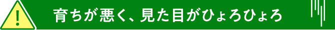 育ちが悪く、見た目がひょろひょろ