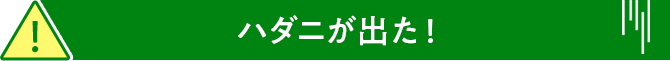 ハダニが出た！