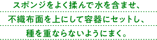 スポンジをよく揉んで水を含ませ、不織布面を上にして容器にセットし、種を重ならないようにまく。