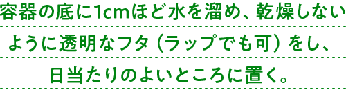 容器の底に1cmほど水を溜め、乾燥しないように透明なフタ（ラップでも可）をし、日当たりのよいところに置く。