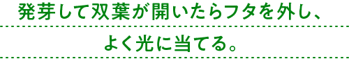 発芽して双葉が開いたらフタを外し、よく光に当てる。