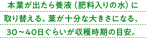 本葉が出たら養液（肥料入りの水）に取り替える。葉が十分な大きさになる、30～40日ぐらいが収穫時期の目安。
