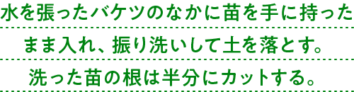 水を張ったバケツのなかに苗を手に持ったまま入れ、振り洗いして土を落とす。洗った苗の根は半分にカットする。