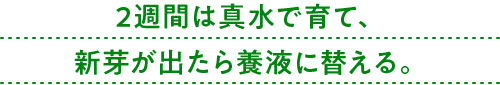 2週間は真水で育て、新芽が出たら養液に替える。