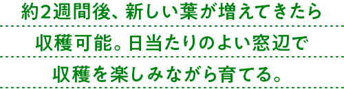 約2週間後、新しい葉が増えてきたら収穫可能。日当たりのよい窓辺で収穫を楽しみながら育てる。
