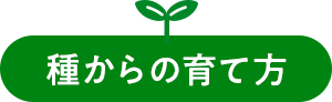 種からの育て方