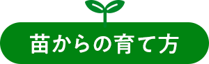 苗からの育て方