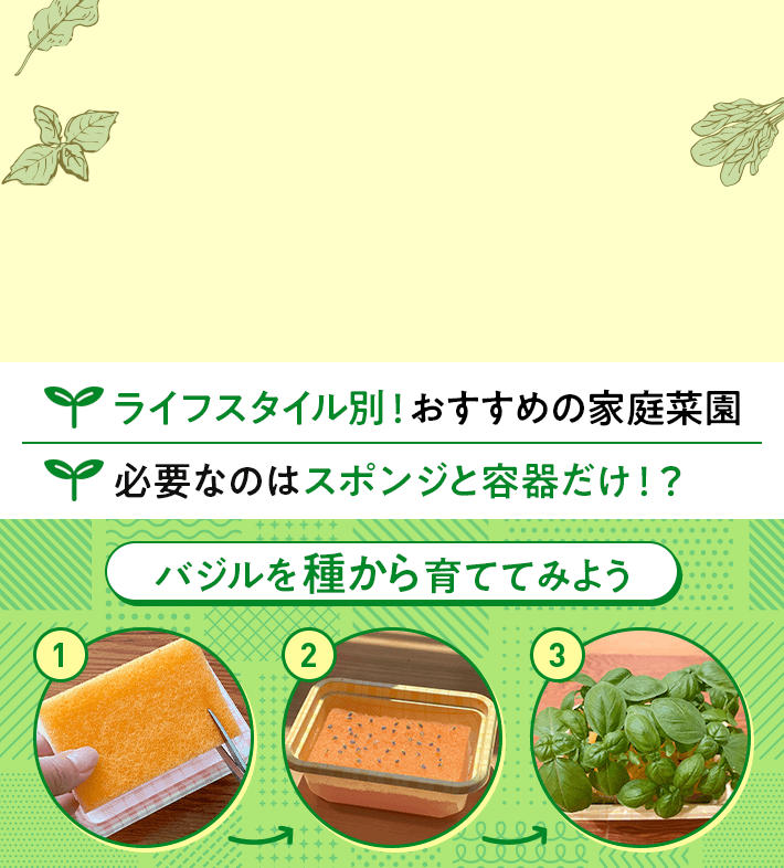 ライフスタイル別!おすすめの家庭菜園 必要なのはスポンジと容器だけ!? バジルを種から育ててみよう