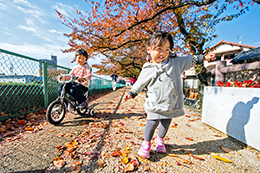 いつもの散歩道