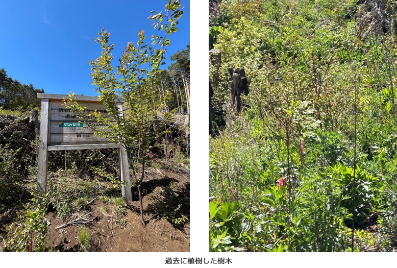2026年5月9日 植樹イベント 過去に植樹した樹木の画像